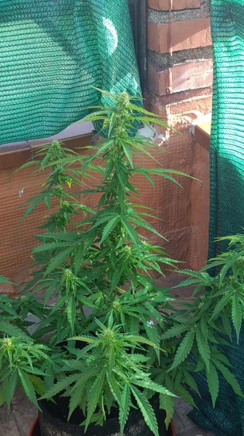 Permanent Marker XXL Auto. Week 9