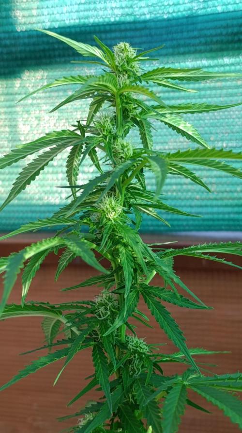 Permanent Marker XXL Auto. Week 9