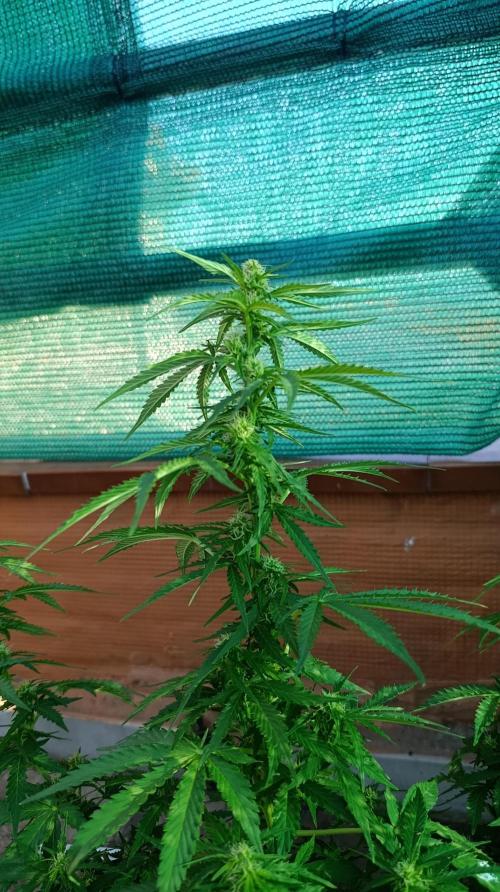 Permanent Marker XXL Auto. Week 9