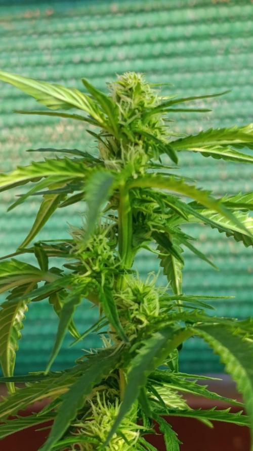 Permanent Marker XXL Auto. Week 9