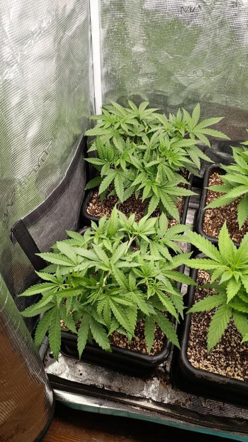 Lemon Parmesan. Week 5