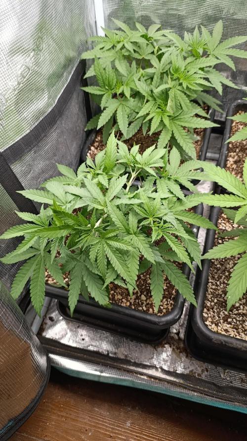 Lemon Parmesan. Week 5