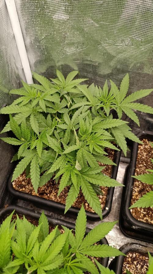 Lemon Parmesan. Week 5