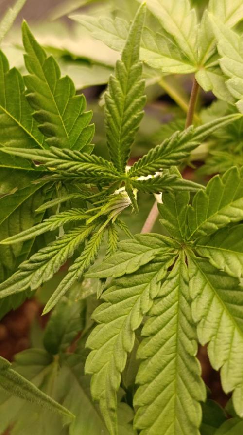 Lemon Parmesan. Week 5