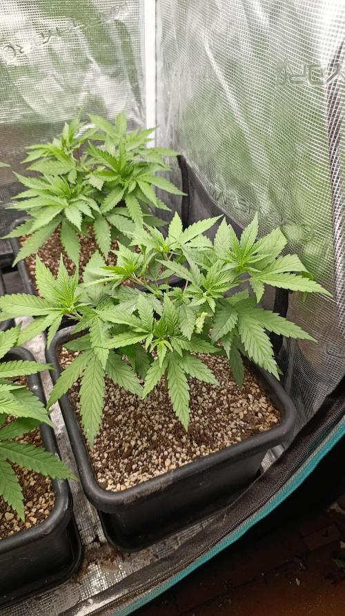 Variegated Parmigiano. Week 5
