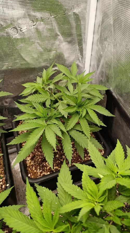 Variegated Parmigiano. Week 5