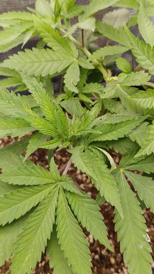 Variegated Parmigiano. Week 5