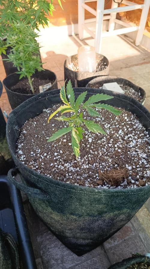 Variegated Parmigiano. Week 5