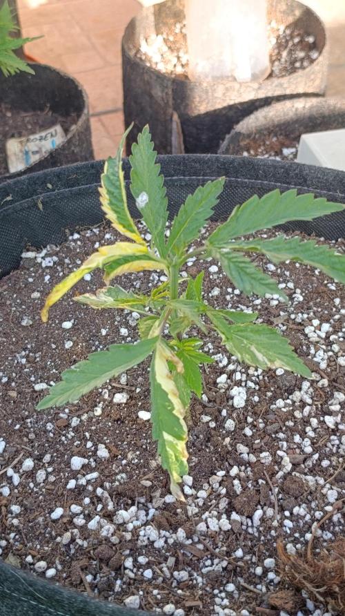 Variegated Parmigiano. Week 5