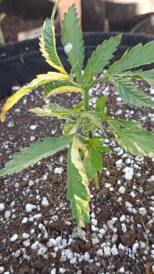 Variegated Parmigiano. Week 5