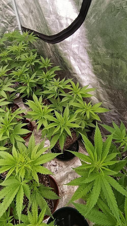 Iced Lemon Watermelon. Week 9