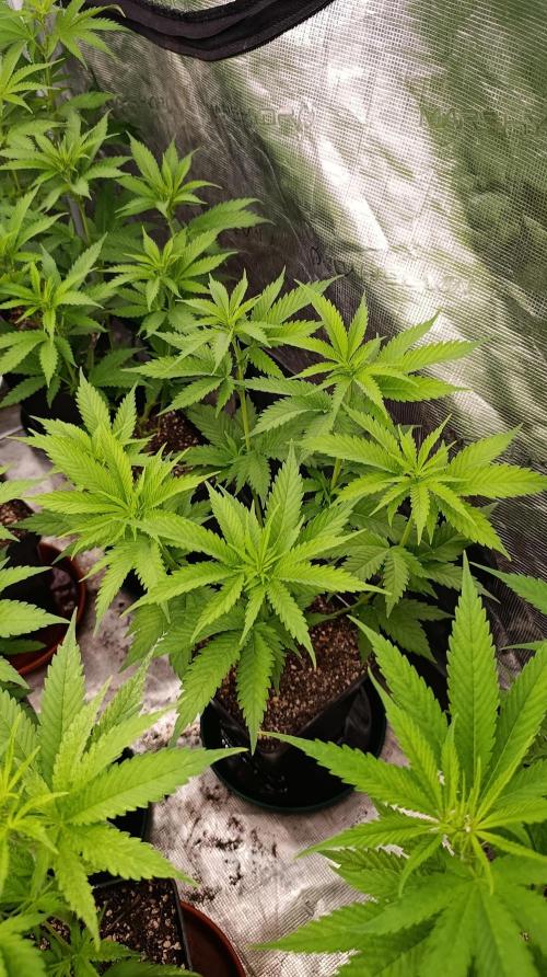 Iced Lemon Watermelon. Week 9