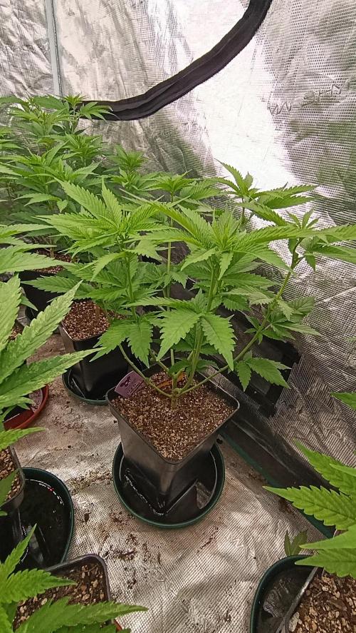 Iced Lemon Watermelon. Week 9