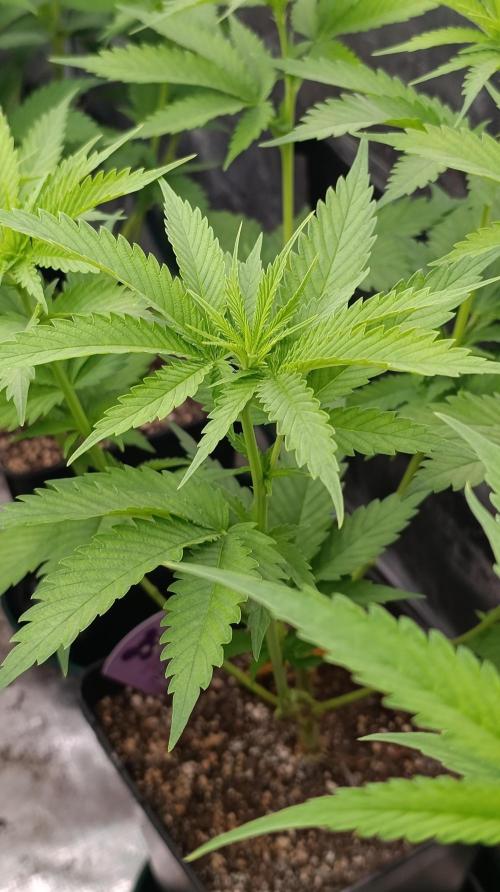 Iced Lemon Watermelon. Week 9