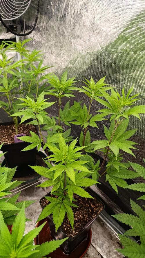 Cosmic Cheddar F1. Week 9