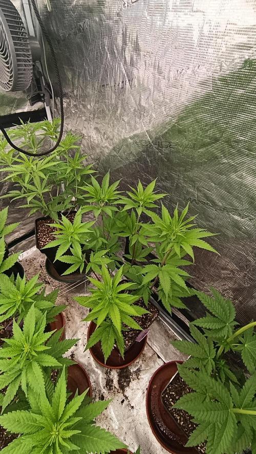 Cosmic Cheddar F1. Week 9