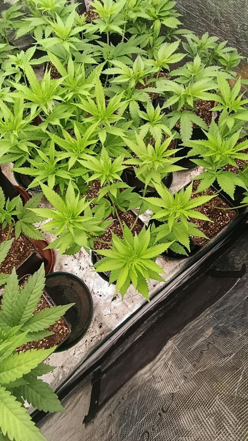 Cosmic Cheddar F1. Week 9