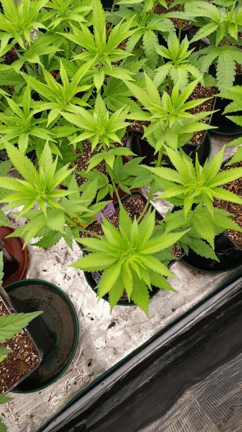 Cosmic Cheddar F1. Week 9