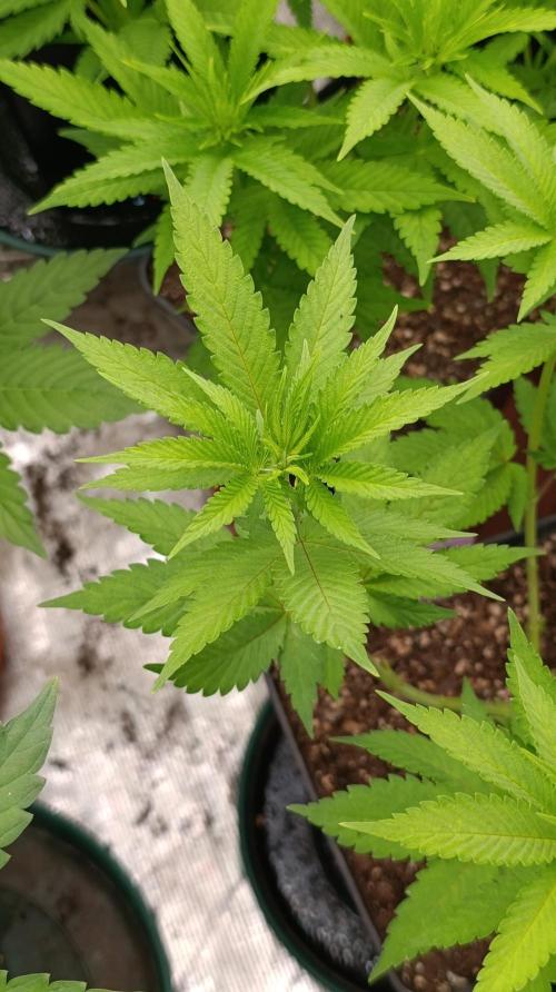 Cosmic Cheddar F1. Week 9