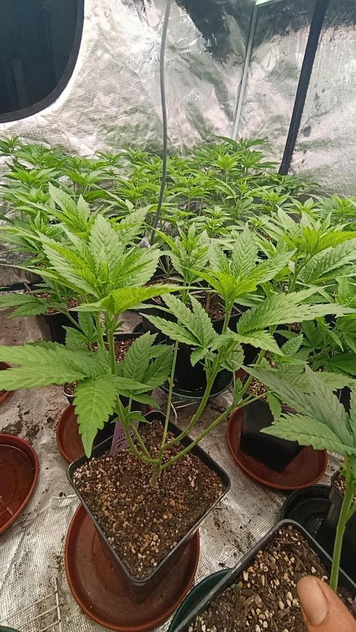 Astro Lemonade F1. Week 8