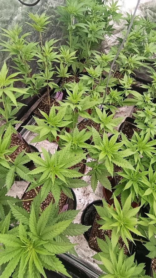 Astro Lemonade F1. Week 8