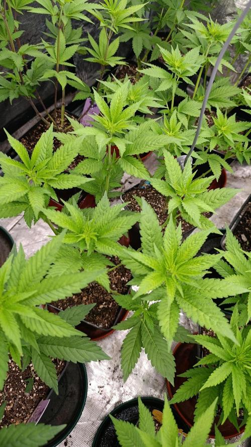Astro Lemonade F1. Week 8