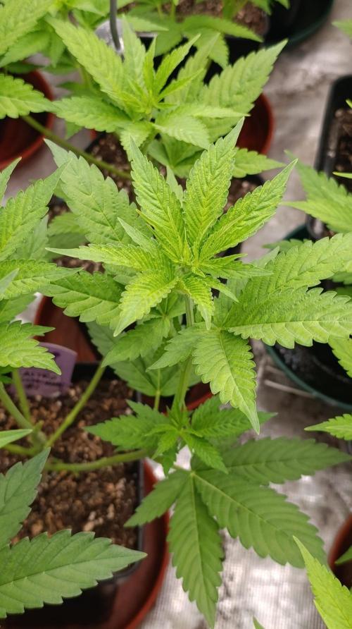 Astro Lemonade F1. Week 8