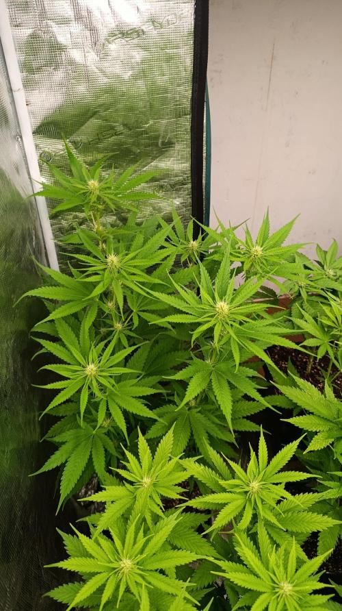 Gelonade. Week 10