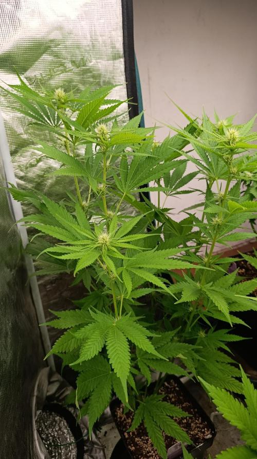Gelonade. Week 10