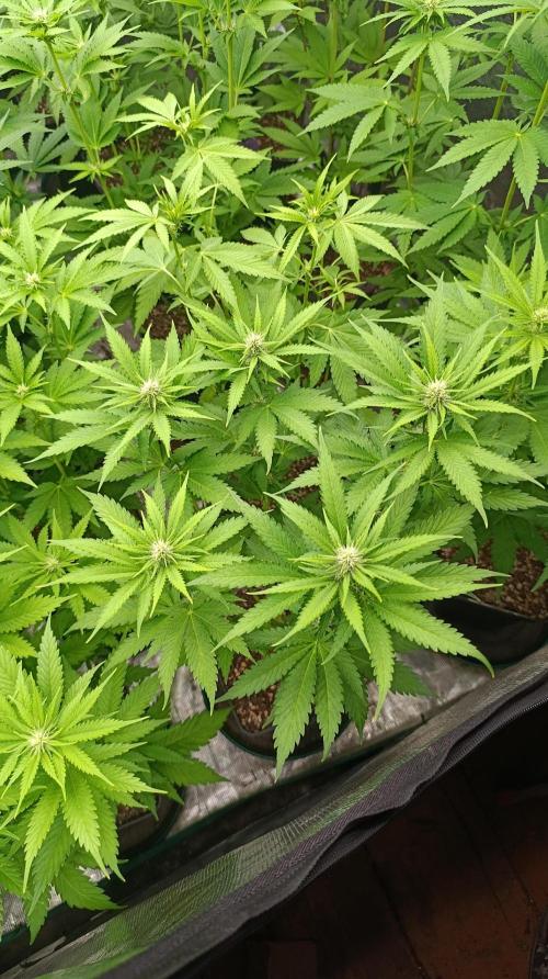 Pink Guava F1 FV. Week 10