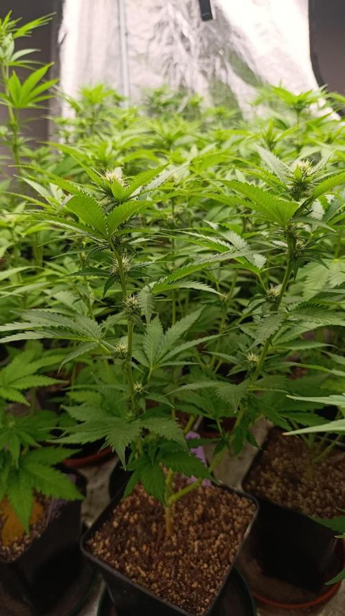 Pink Guava F1 FV. Week 10