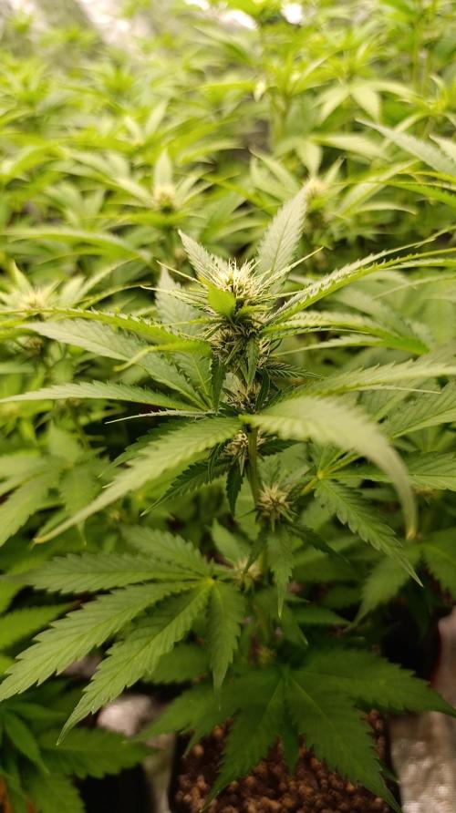 Pink Guava F1 FV. Week 10