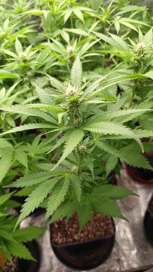 Pink Guava F1 FV