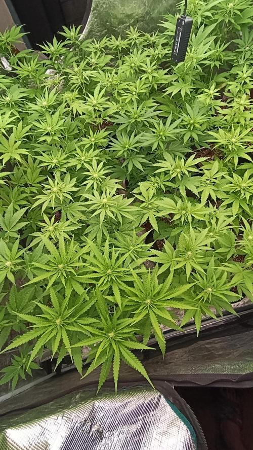 Super Lemon Cherry. Week 9
