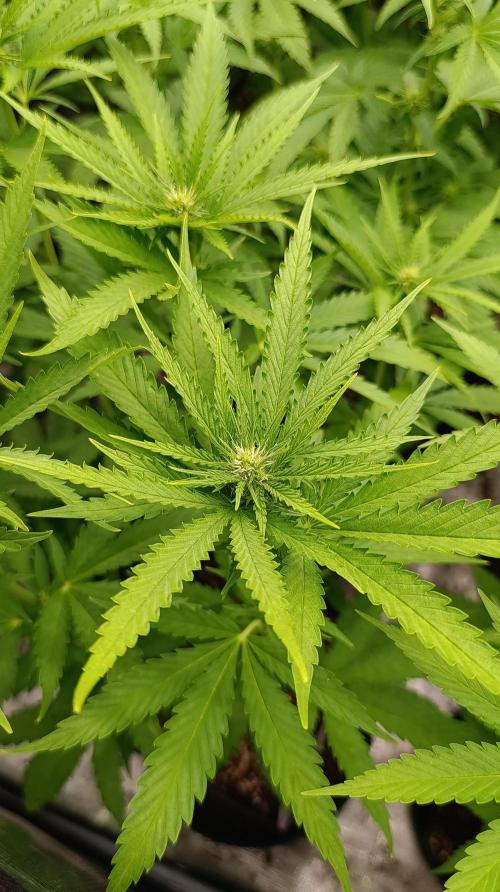 Super Lemon Cherry. Week 9