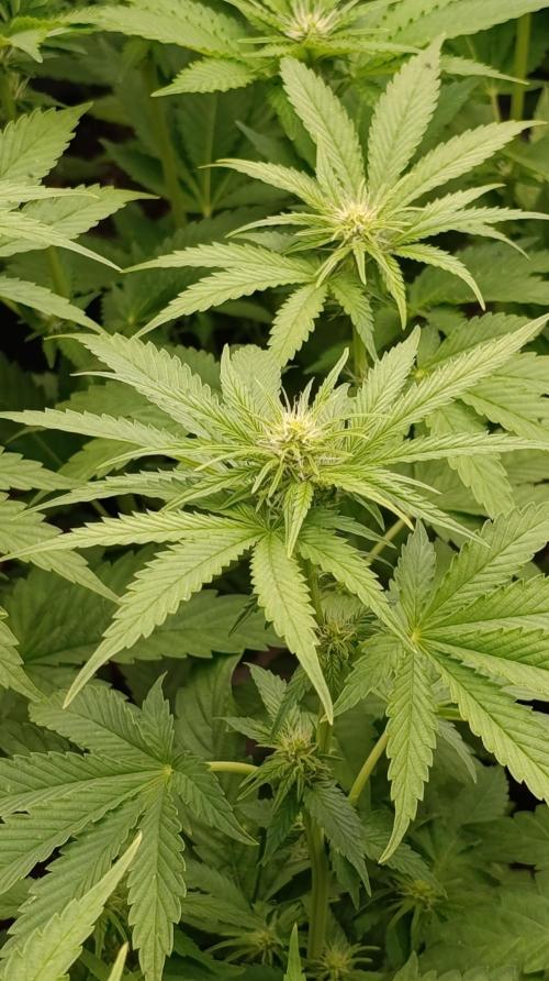 Super Lemon Cherry. Week 9