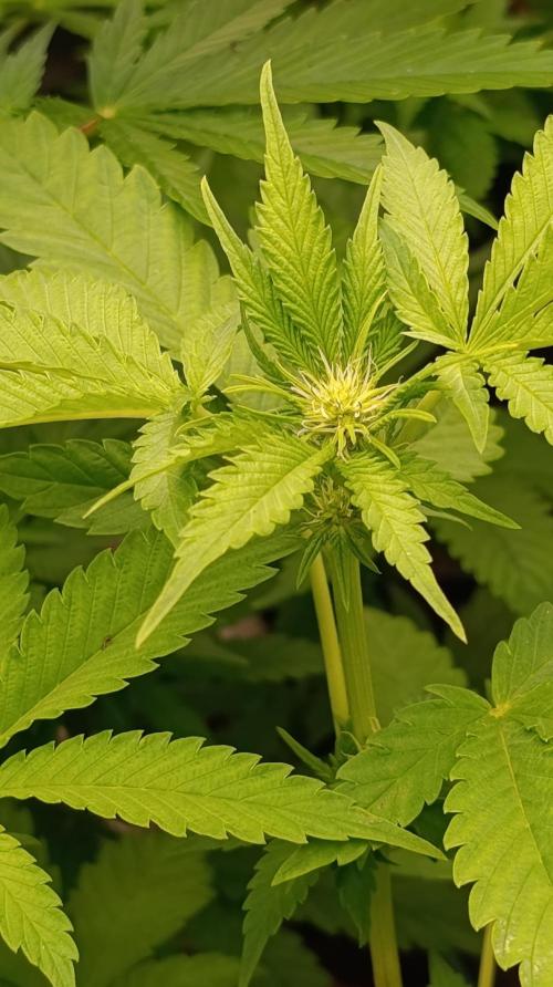 Super Lemon Cherry. Week 9