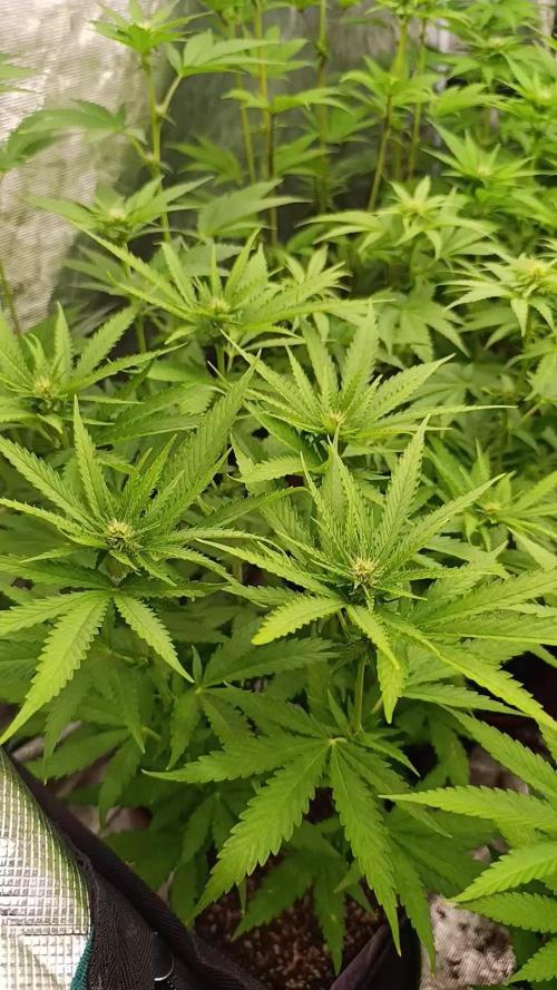 Super Lemon Cherry