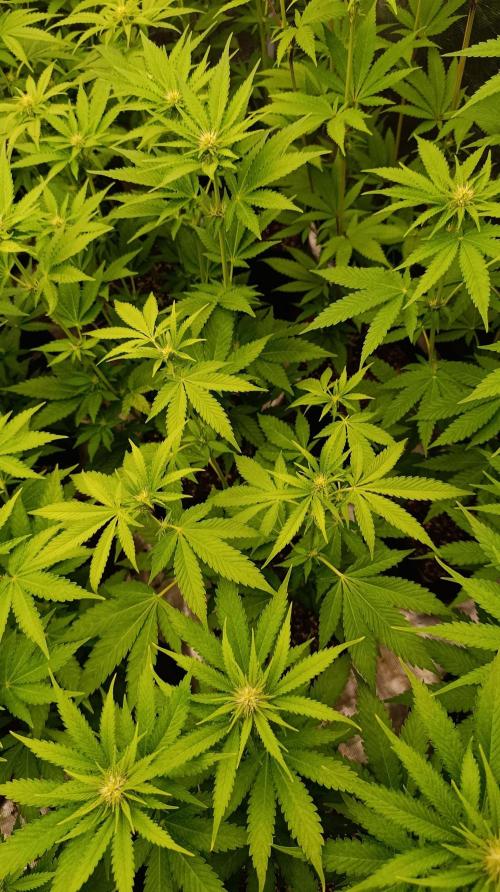 Triple Mints XXL. Week 10