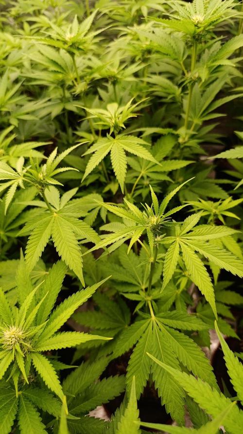 Triple Mints XXL. Week 10