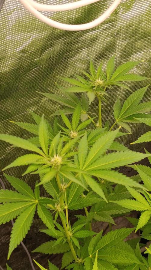 Astro Lemonade F1. Week 9