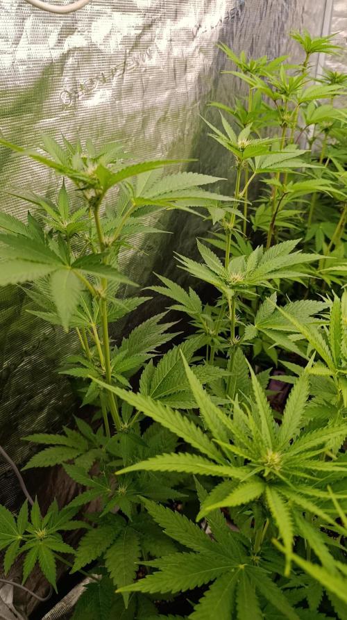 Astro Lemonade F1. Week 9