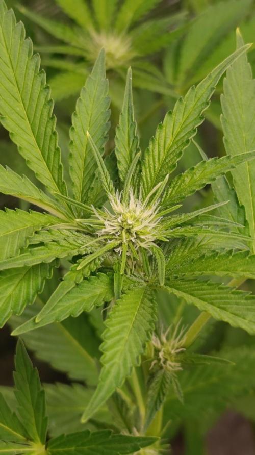 Astro Lemonade F1. Week 9