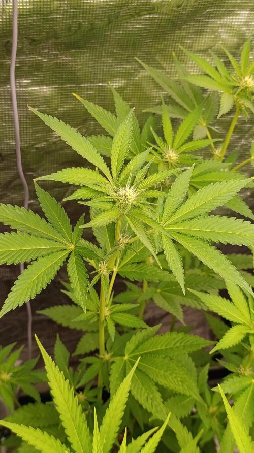 Astro Lemonade F1. Week 9