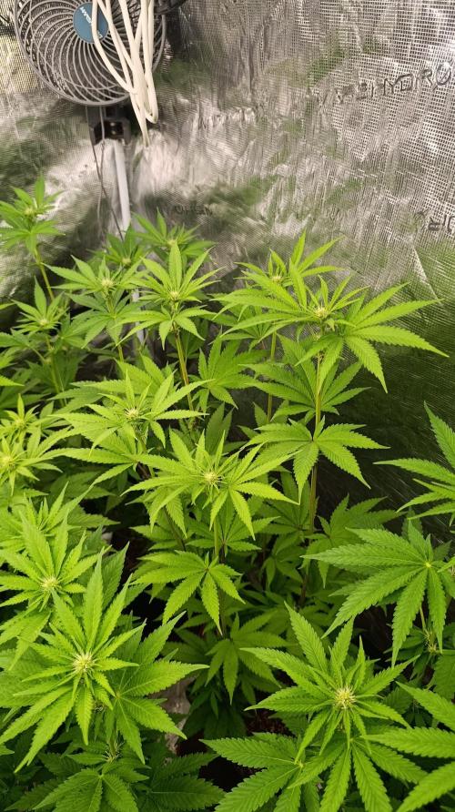 Cosmic Cheddar F1. Week 10