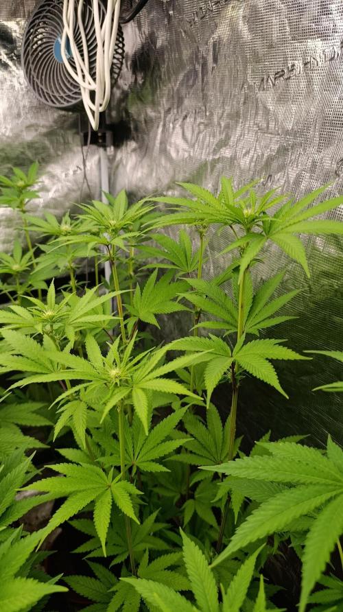 Cosmic Cheddar F1. Week 10