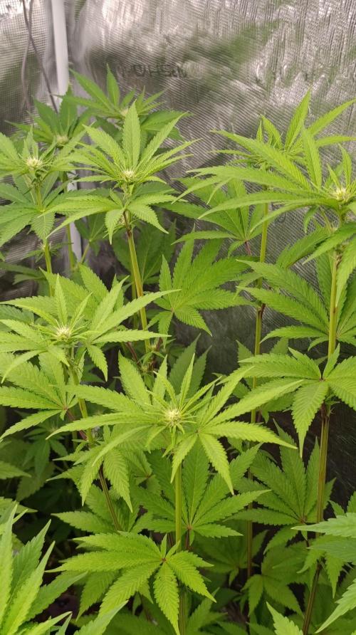 Cosmic Cheddar F1. Week 10