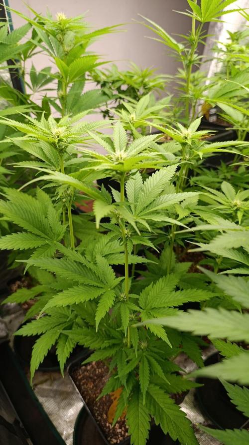 Iced Lemon Watermelon. Week 10