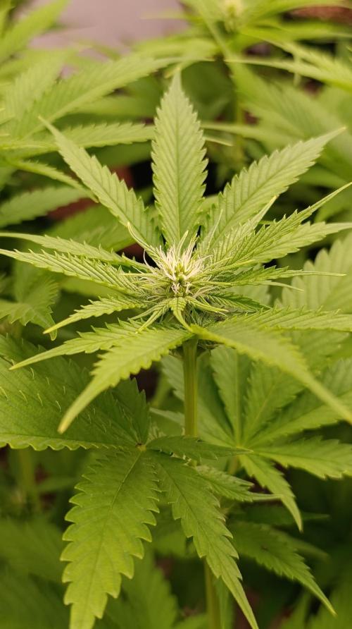 Iced Lemon Watermelon. Week 10