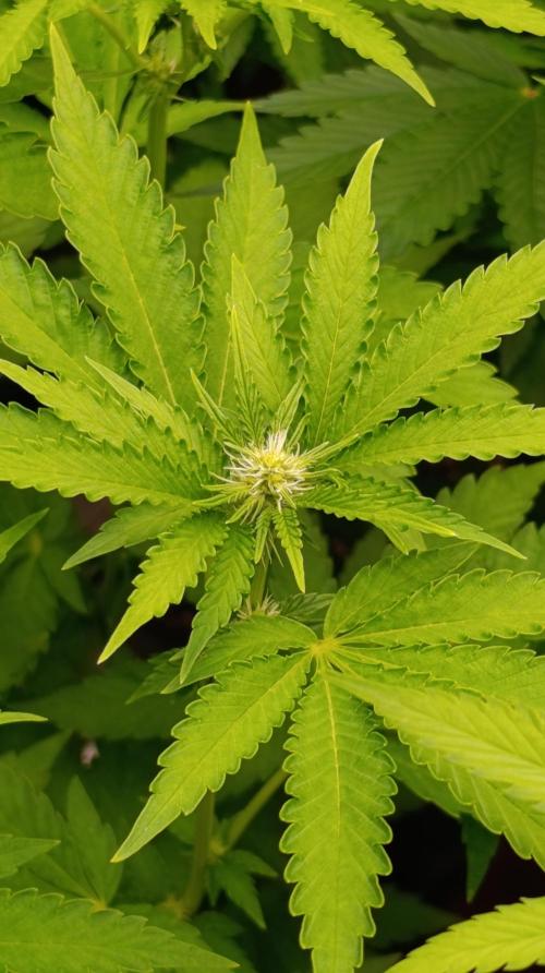 Z42 Limited Edition. Week 10